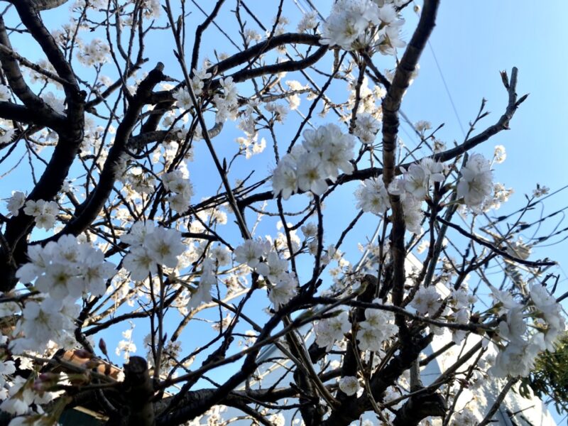 春です × 桜です × komakiです